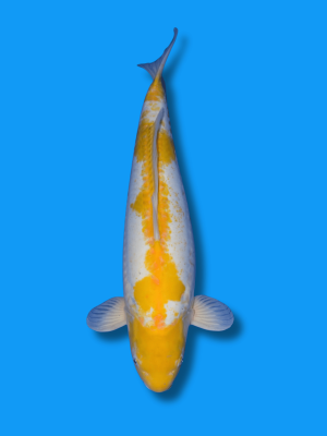 Doitsu Ki Jiro | Koi&Co.